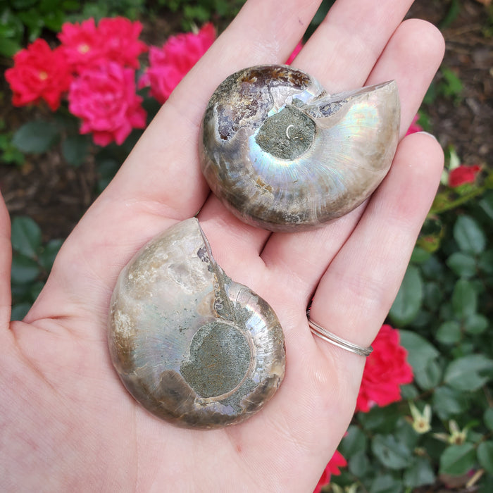 Split Ammonite Fossil, 2