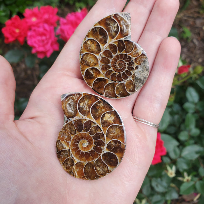 Split Ammonite Fossil, 2