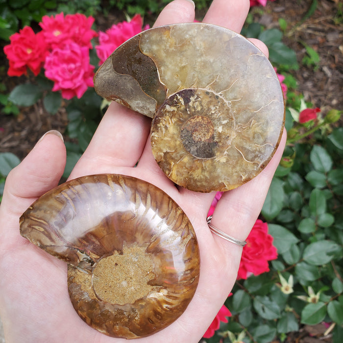 Split Ammonite Fossil, 1