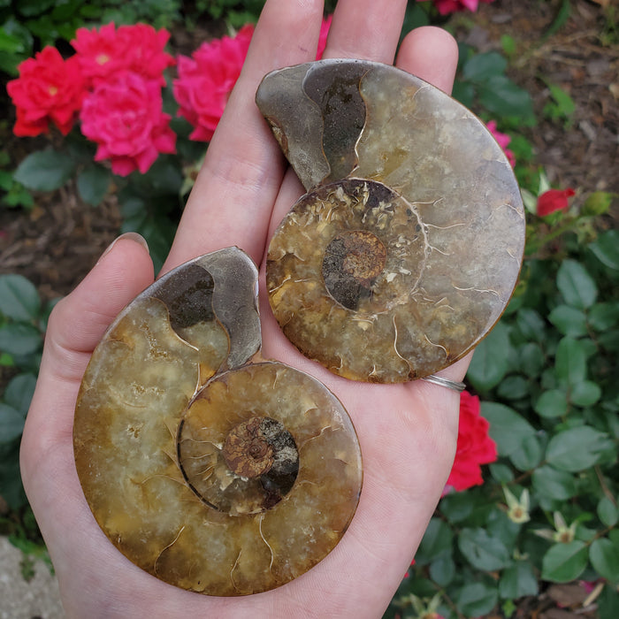 Split Ammonite Fossil, 1