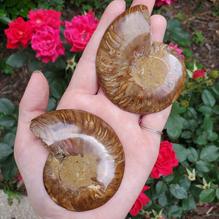 Split Ammonite Fossil, 1