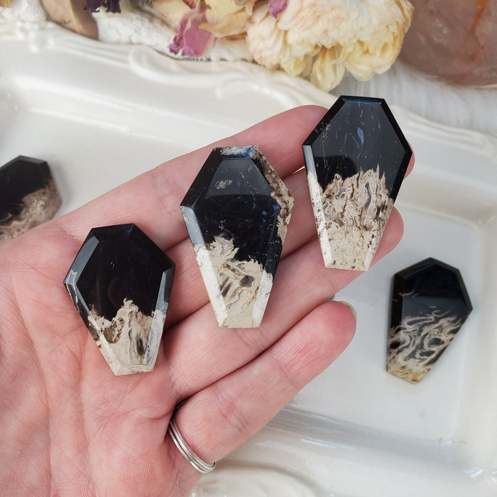 Fossil Palm Root Coffin Cabochons