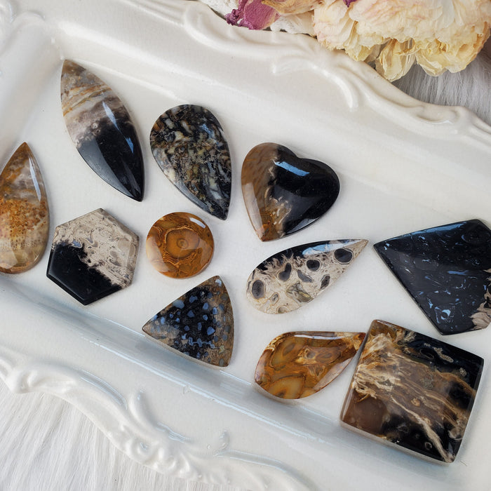 Fossil Palm Root Cabochons, assorted shapes