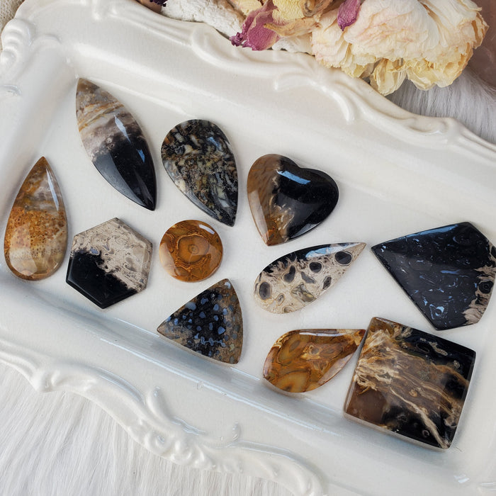 Fossil Palm Root Cabochons, assorted shapes