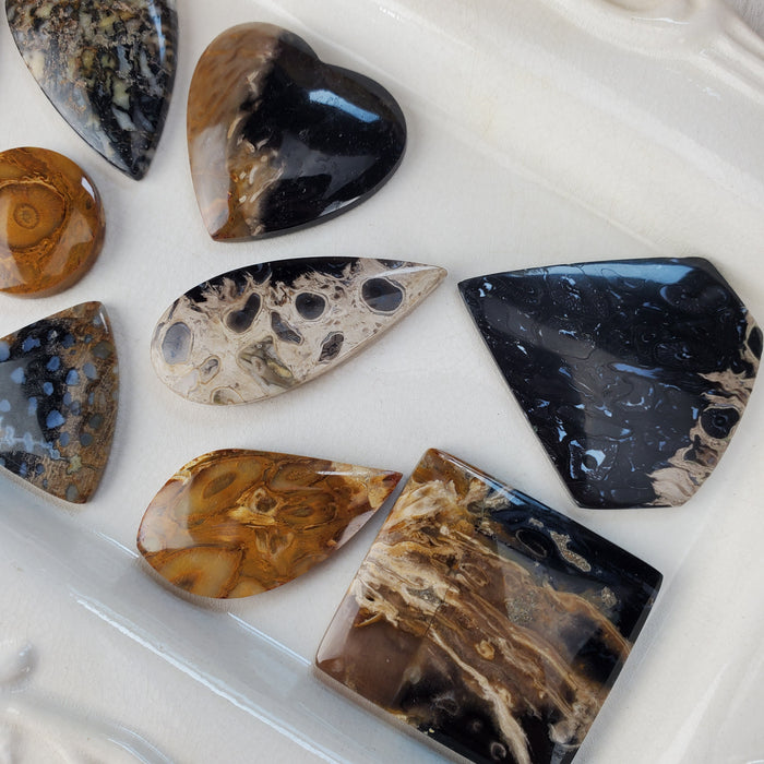 Fossil Palm Root Cabochons, assorted shapes