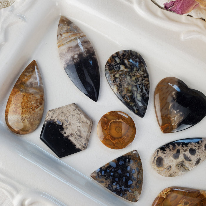 Fossil Palm Root Cabochons, assorted shapes