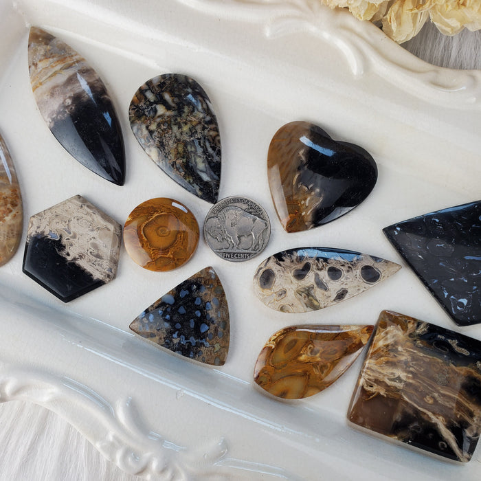 Fossil Palm Root Cabochons, assorted shapes