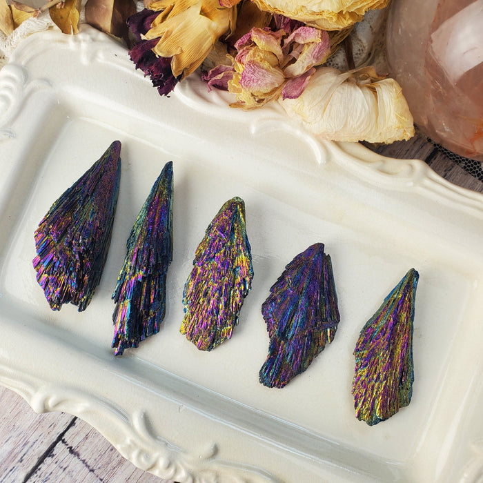 Chunky Dichroic Kyanite Fans