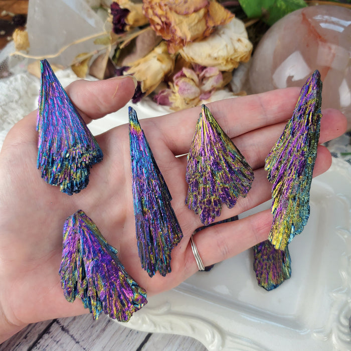 Chunky Dichroic Kyanite Fans