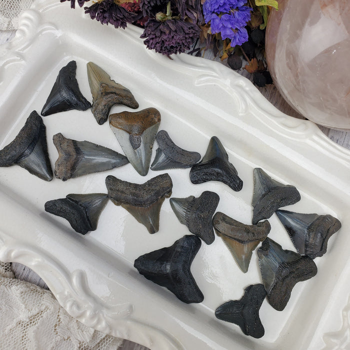 Megalodon Teeth