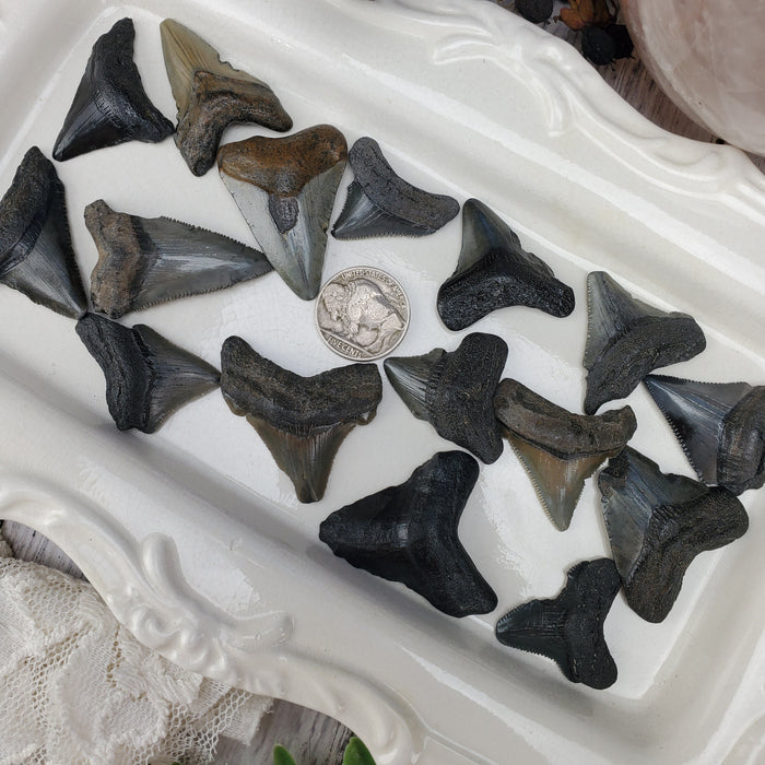 Megalodon Teeth