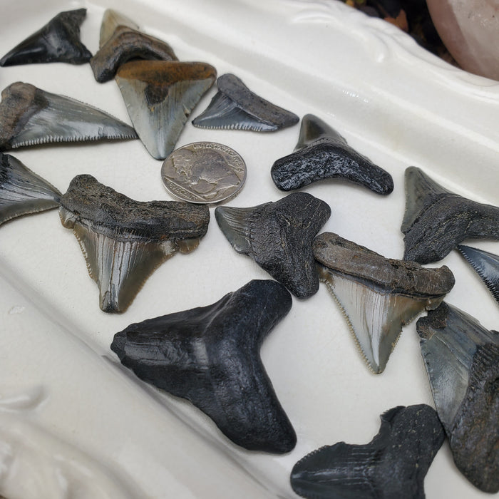 Megalodon Teeth