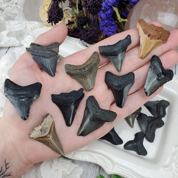 Megalodon Teeth