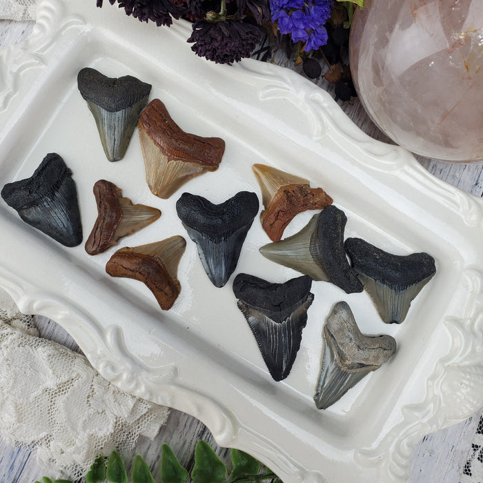 Megalodon Teeth