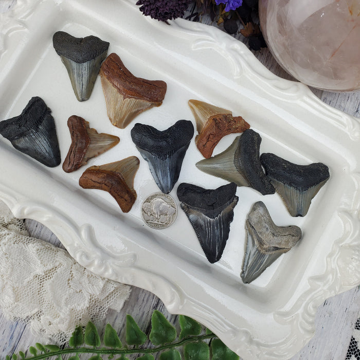 Megalodon Teeth