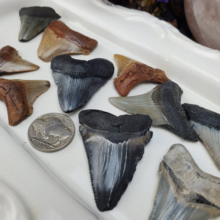 Megalodon Teeth