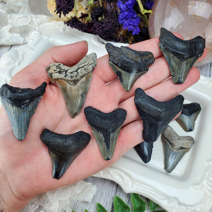 Megalodon Teeth