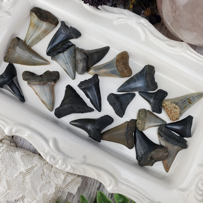 Ancestral White Shark Teeth