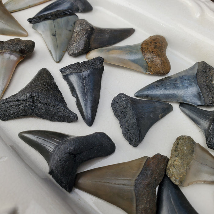 Ancestral White Shark Teeth