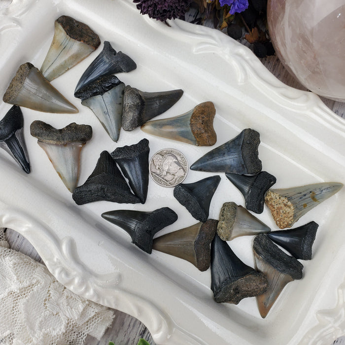 Ancestral White Shark Teeth