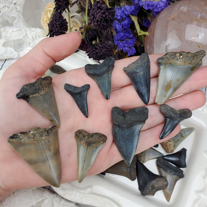 Ancestral White Shark Teeth