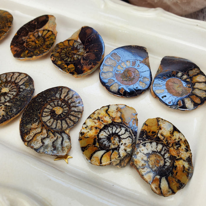 Hematite Ammonite Split Pairs