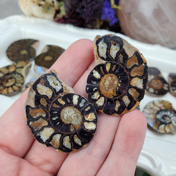 Hematite Ammonite Split Pairs