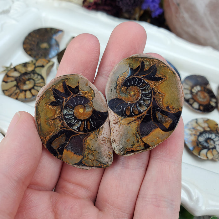 Hematite Ammonite Split Pairs