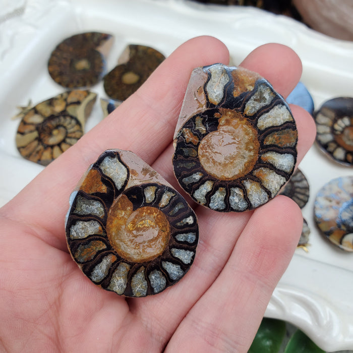 Hematite Ammonite Split Pairs