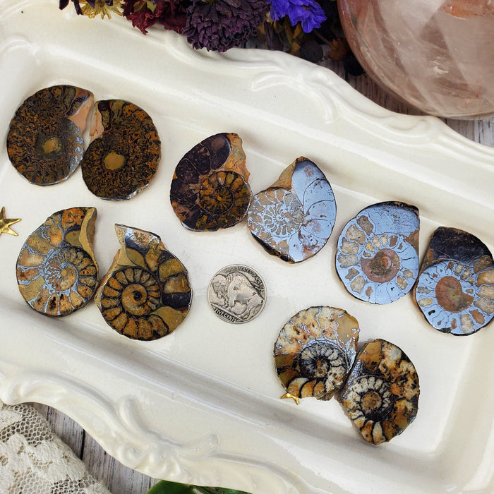 Hematite Ammonite Split Pairs