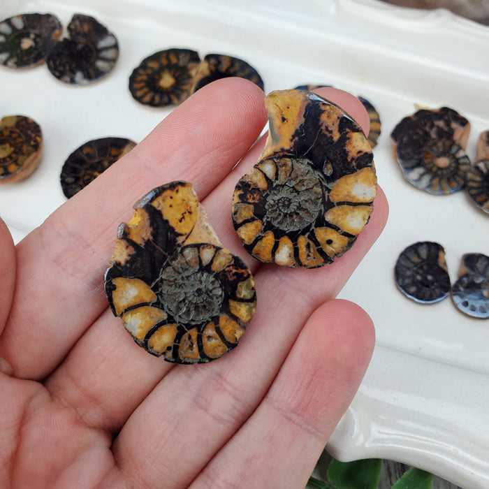 Hematite Ammonite Split Pairs, small