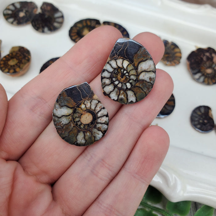 Hematite Ammonite Split Pairs, small