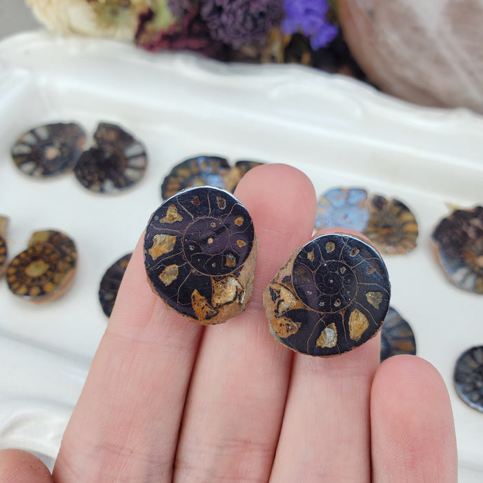 Hematite Ammonite Split Pairs, small