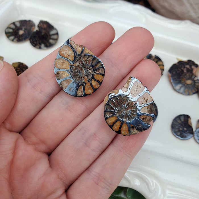 Hematite Ammonite Split Pairs, small