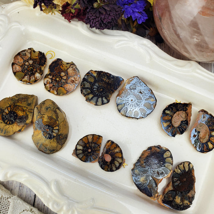 Ammonite Splits with Hematite, second quality