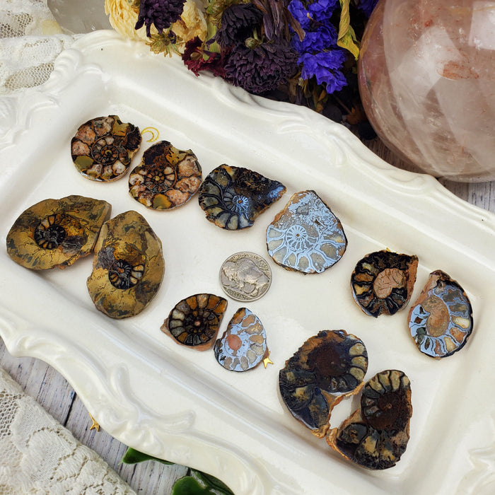 Ammonite Splits with Hematite, second quality