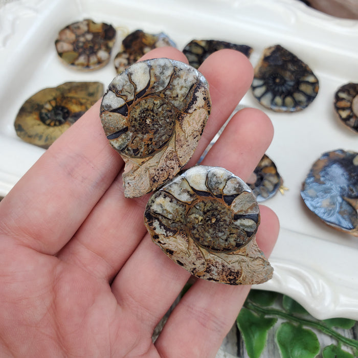 Ammonite Splits with Hematite, second quality