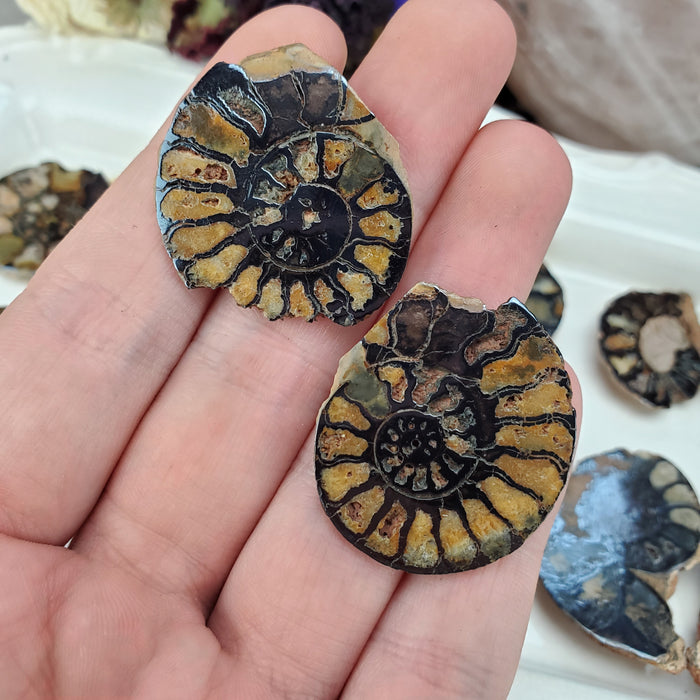 Ammonite Splits with Hematite, second quality