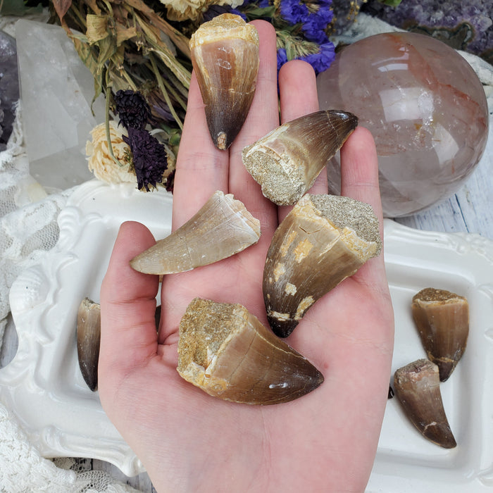 Mosasaur Teeth