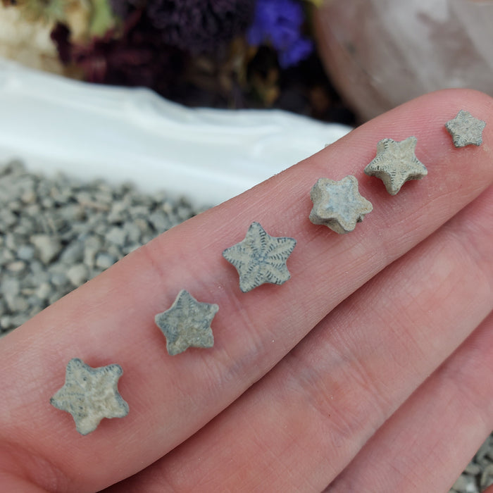 Crinoid Star Fossils, 100g bags