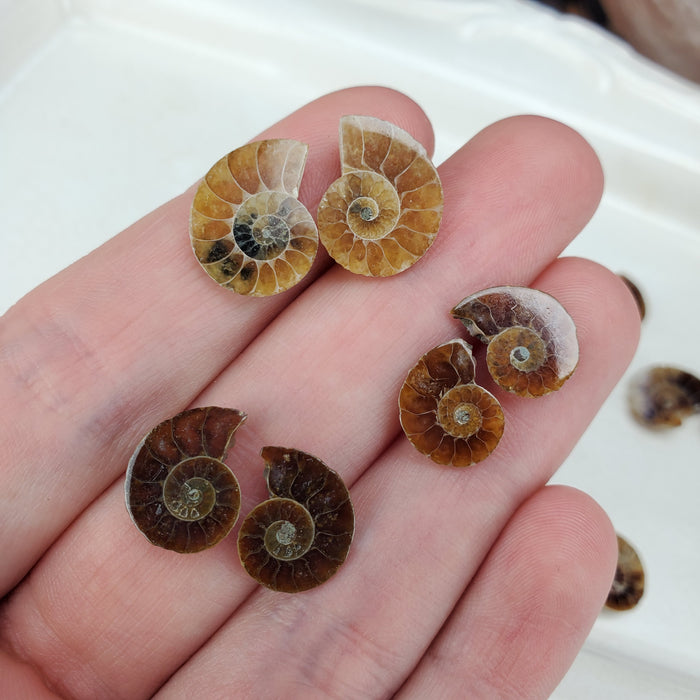 Madagascar Ammonite Split Pairs, small