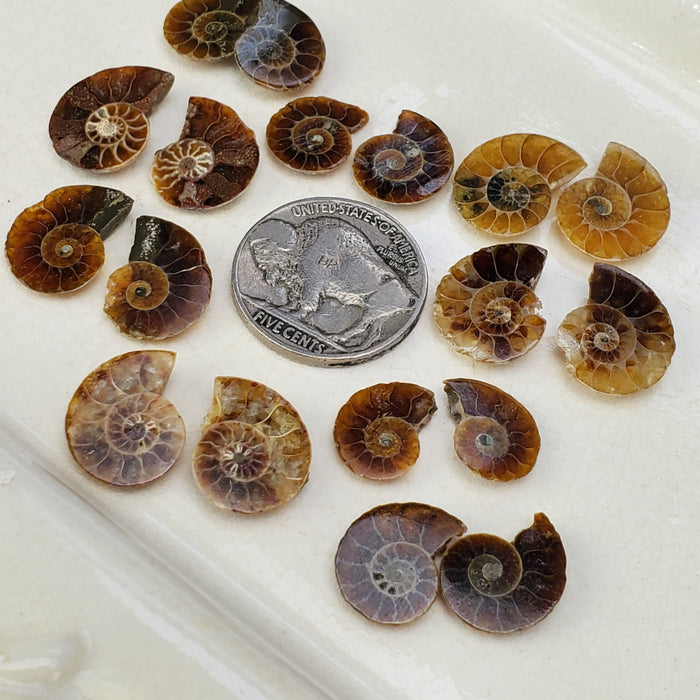 Madagascar Ammonite Split Pairs, small