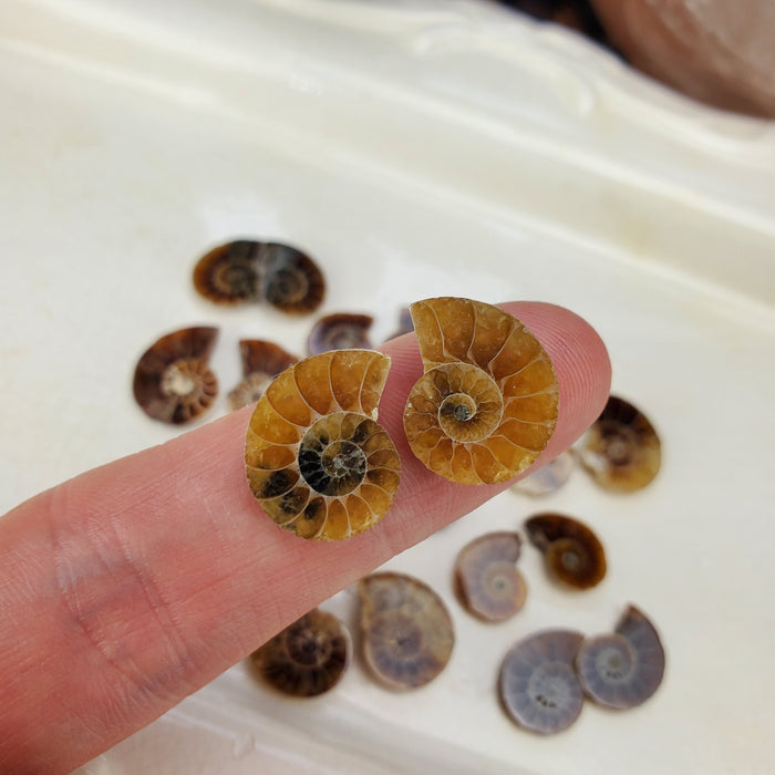 Madagascar Ammonite Split Pairs, small