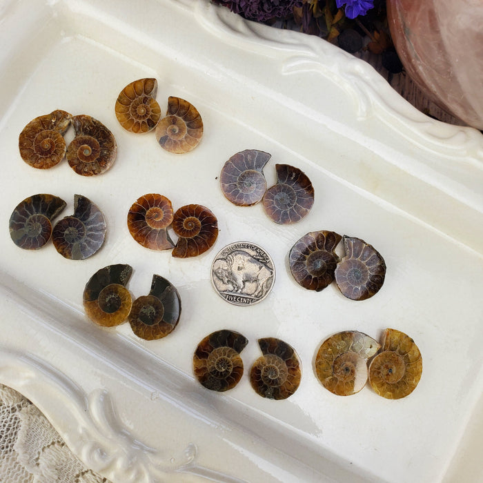 Madagascar Ammonite Split Pairs, medium