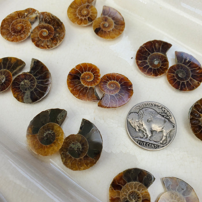 Madagascar Ammonite Split Pairs, medium