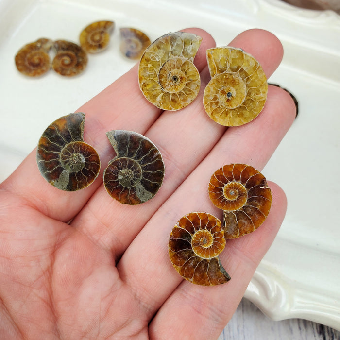 Madagascar Ammonite Split Pairs, medium