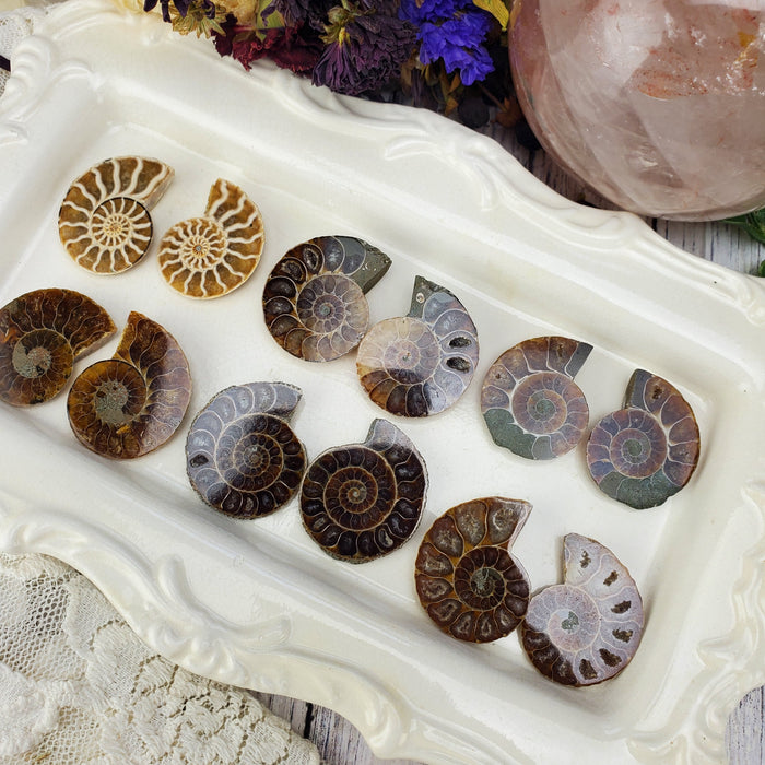 Madagascar Ammonite Split Pairs