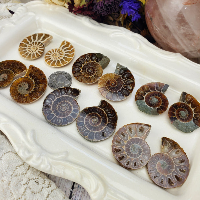 Madagascar Ammonite Split Pairs