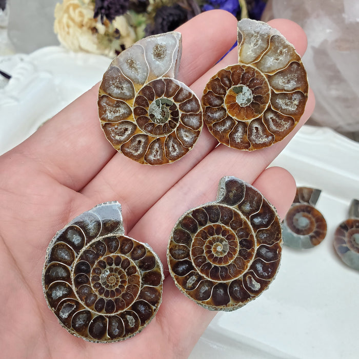 Madagascar Ammonite Split Pairs