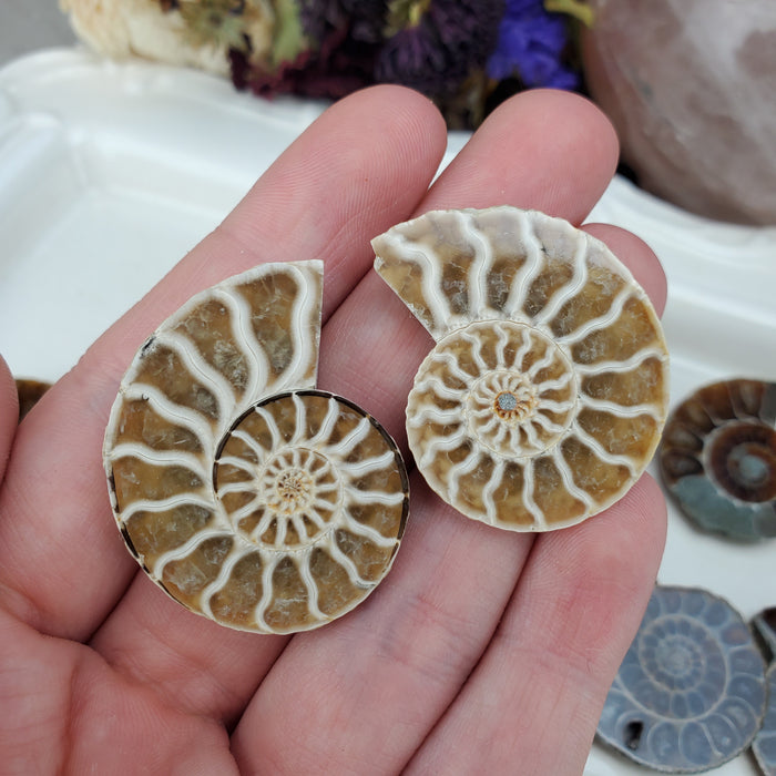 Madagascar Ammonite Split Pairs